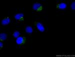 CD107a/LAMP1 Antibody in Immunocytochemistry (ICC/IF)