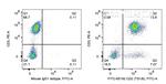 CD2 Antibody in Flow Cytometry (Flow)