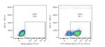 CD5 Antibody in Flow Cytometry (Flow)