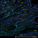 CD68 Antibody in Immunohistochemistry (Paraffin) (IHC (P))