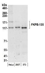 FKBP-135 Antibody in Western Blot (WB)
