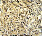 FKBP14 Antibody in Immunohistochemistry (IHC)