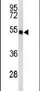 FLAD1 Antibody in Western Blot (WB)