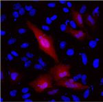 DYKDDDDK Tag Antibody in Immunocytochemistry (ICC/IF)
