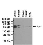 FLI1 Antibody in Western Blot (WB)