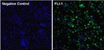 FLI1 Monoclonal Antibody (7.3)