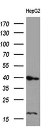 FLJ33360 Antibody in Western Blot (WB)