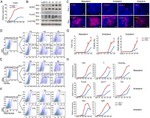 CD309 (FLK1) Antibody in Immunocytochemistry, Flow Cytometry (ICC/IF, Flow)