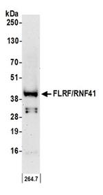 FLRF/RNF41 Antibody in Western Blot (WB)