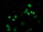 FLYWCH2 Antibody in Immunocytochemistry (ICC/IF)