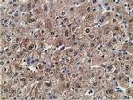 FLYWCH2 Antibody in Immunohistochemistry (Paraffin) (IHC (P))