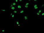 FMR1 Monoclonal Antibody (OTI1C6), TrueMAB™