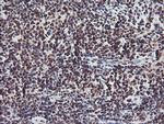 FMR1 Antibody in Immunohistochemistry (Paraffin) (IHC (P))