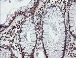 FMR1 Antibody in Immunohistochemistry (Paraffin) (IHC (P))