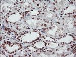 FMR1 Antibody in Immunohistochemistry (Paraffin) (IHC (P))