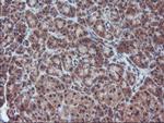 FMR1 Antibody in Immunohistochemistry (Paraffin) (IHC (P))
