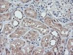 FMR1 Antibody in Immunohistochemistry (Paraffin) (IHC (P))