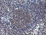 FMR1 Antibody in Immunohistochemistry (Paraffin) (IHC (P))
