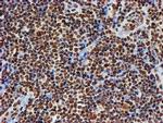 FMR1 Antibody in Immunohistochemistry (Paraffin) (IHC (P))