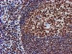 FMR1 Antibody in Immunohistochemistry (Paraffin) (IHC (P))