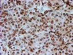 FMR1 Antibody in Immunohistochemistry (Paraffin) (IHC (P))