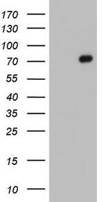 FN1 Antibody in Western Blot (WB)