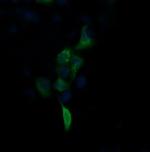 FNDC4 Antibody in Immunocytochemistry (ICC/IF)