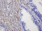 FNDC4 Antibody in Immunohistochemistry (Paraffin) (IHC (P))
