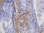 FNDC4 Antibody in Immunohistochemistry (Paraffin) (IHC (P))