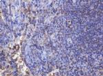 FNDC4 Antibody in Immunohistochemistry (Paraffin) (IHC (P))