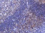 FNDC4 Antibody in Immunohistochemistry (Paraffin) (IHC (P))
