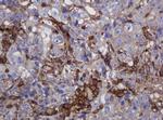 FNDC4 Antibody in Immunohistochemistry (Paraffin) (IHC (P))