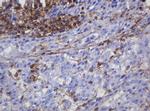 FNDC4 Antibody in Immunohistochemistry (Paraffin) (IHC (P))