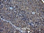 FNDC8 Antibody in Immunohistochemistry (Paraffin) (IHC (P))