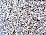 FNDC8 Antibody in Immunohistochemistry (Paraffin) (IHC (P))