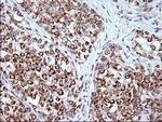 FNDC8 Antibody in Immunohistochemistry (Paraffin) (IHC (P))