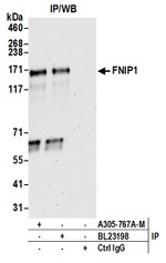 FNIP1 Antibody in Western Blot (WB)