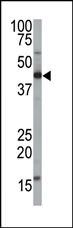 FNTA Antibody in Western Blot (WB)