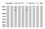 FOLH1 Antibody in Western Blot (WB)