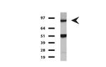FOLH1 Antibody in Western Blot (WB)