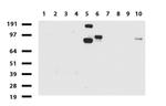 FOLH1 Antibody in Western Blot (WB)