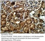 FOLR2 Polyclonal Antibody