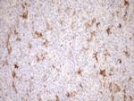 FOLR2 Antibody in Immunohistochemistry (Paraffin) (IHC (P))