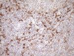 FOLR2 Antibody in Immunohistochemistry (Paraffin) (IHC (P))
