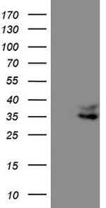 FOLR2 Antibody in Western Blot (WB)