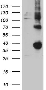 FOLR3 Antibody in Western Blot (WB)