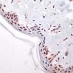 c-Fos Antibody in Immunohistochemistry (IHC)