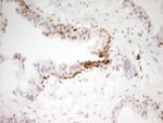 FOS Antibody in Immunohistochemistry (Paraffin) (IHC (P))