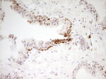 FOS Antibody in Immunohistochemistry (Paraffin) (IHC (P))