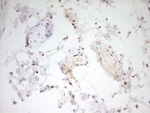 FOS Antibody in Immunohistochemistry (Paraffin) (IHC (P))